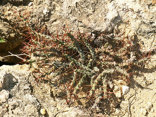 Cylindropuntia caribaea: Cylindropuntia caribaea in Venezuela