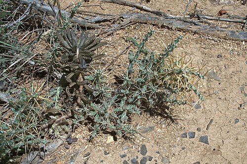 Cylindropuntia caribaea: Cylindropuntia caribaea in Venezuela
