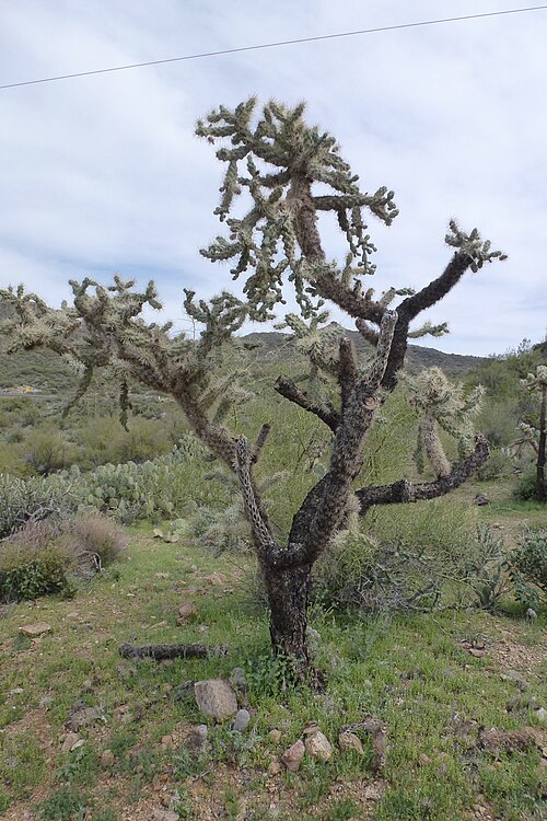 Jumping cholla: Chain Fruit Cholla, Opuntia fulgida, Late Winter, Sonoran Desert, 2013