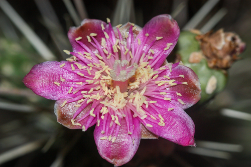 Jumping cholla (Cylindropuntia fulgida)