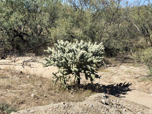 Jumping cholla (Cylindropuntia fulgida)