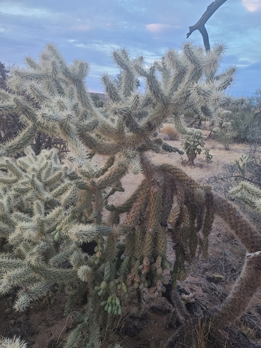 Jumping cholla (Cylindropuntia fulgida)