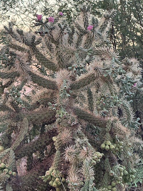 Jumping cholla: Chain-fruit Cholla ( Cylindropuntia fulgida ) in the United States