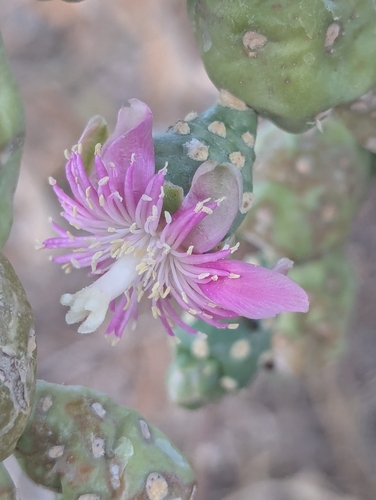 Jumping cholla (Cylindropuntia fulgida)