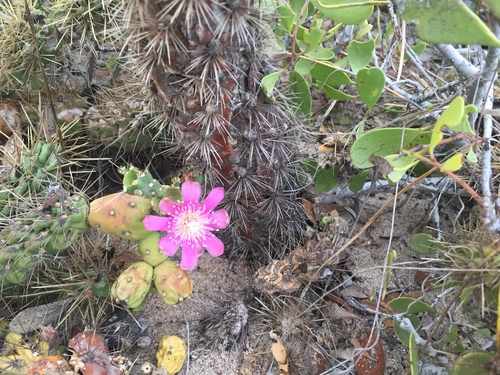 Jumping cholla (Cylindropuntia fulgida)