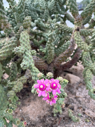 Jumping cholla (Cylindropuntia fulgida)