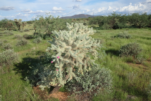 Jumping cholla (Cylindropuntia fulgida)