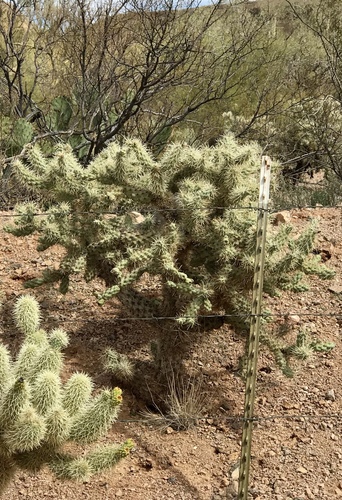 Jumping cholla (Cylindropuntia fulgida)
