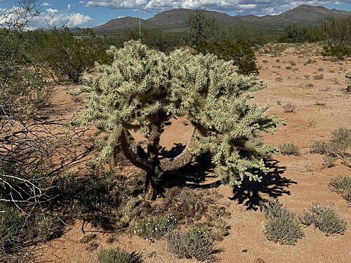 Jumping cholla: Chain-fruit Cholla ( Cylindropuntia fulgida ) in the United States