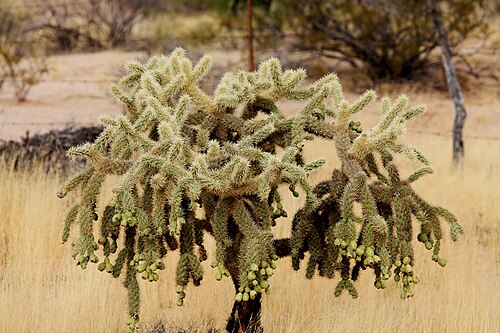Jumping cholla: Choya brincadora