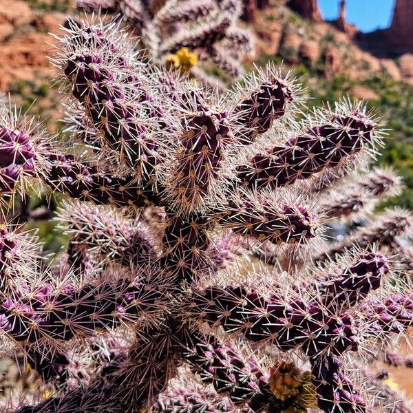 Tree cholla (Cylindropuntia imbricata)