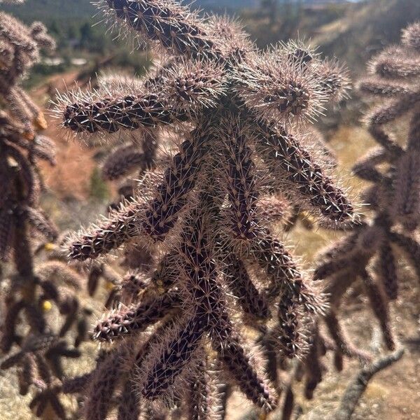 Tree cholla (Cylindropuntia imbricata)