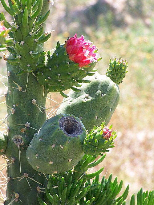 Tree cholla: Cylindropuntia imbricata : flores - Rambla de La Algüeda, Albatera (Alicante, España).