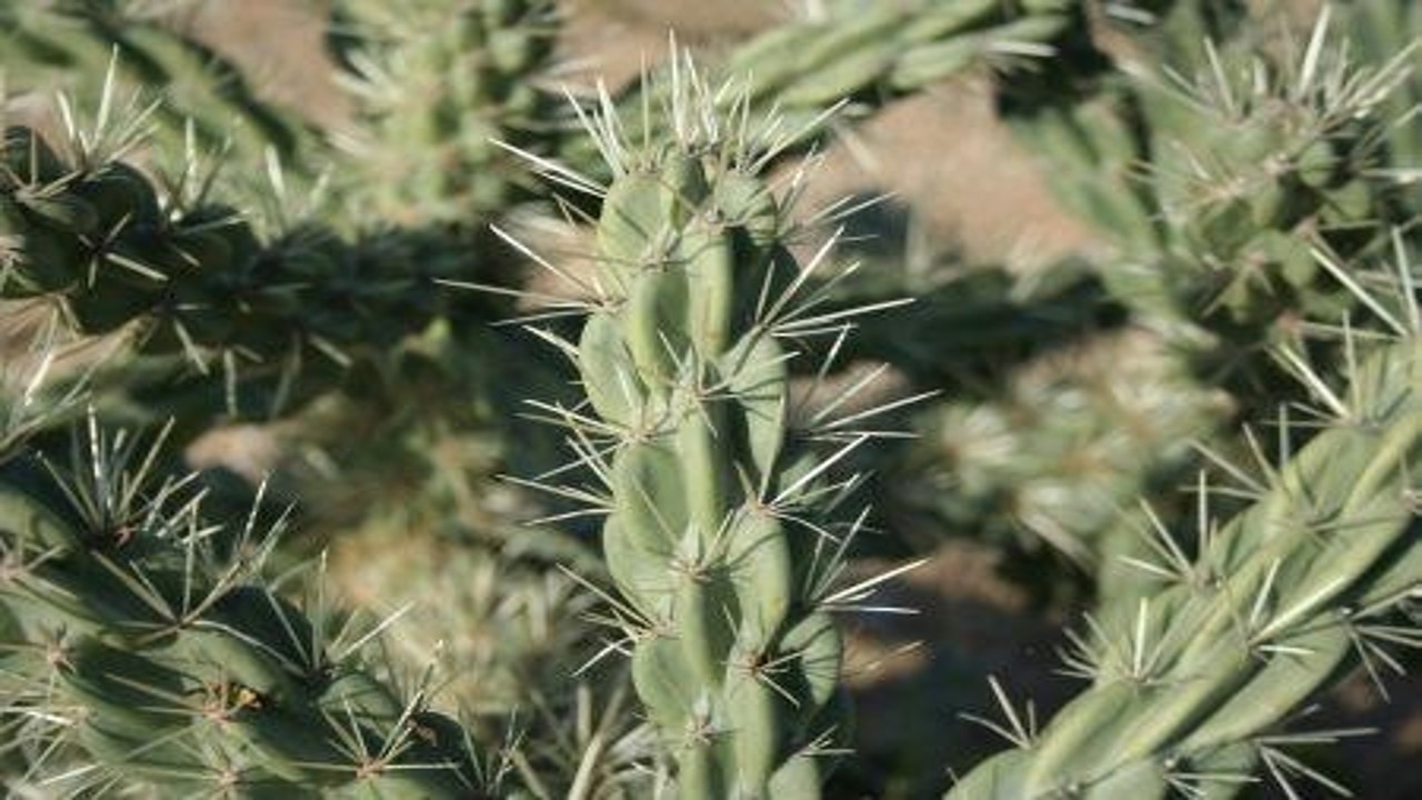 Tree cholla: Cardenche (cylindropuntia imbricata).