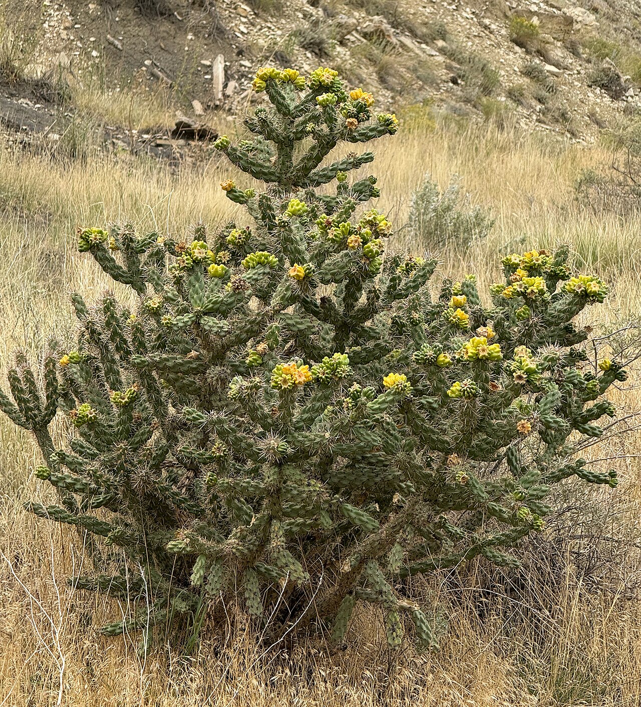 Tree cholla: Tree cholla ( Cylindropuntia imbricata ) in the United States