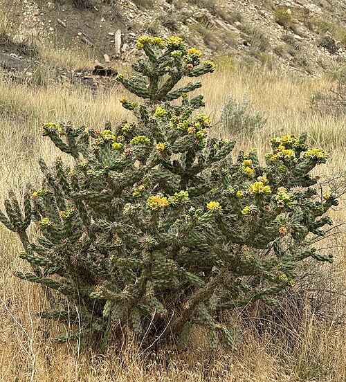 Tree cholla: Tree cholla ( Cylindropuntia imbricata ) in the United States