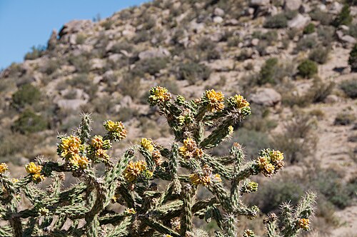 Tree cholla: cholla Cylindropuntia imbricata in Embudo Canyon