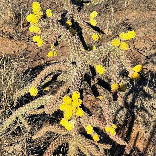 Tree cholla (Cylindropuntia imbricata)