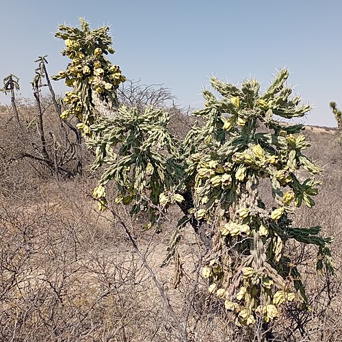 Tree cholla: Cylindropuntia imbricata en febrero 2023. Guanajuato, México.