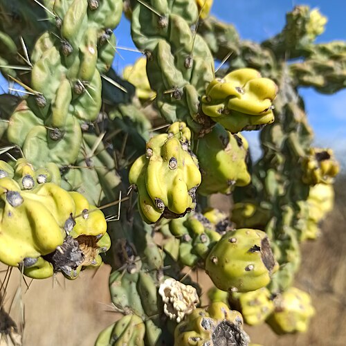 Tree cholla: Cylindropuntia imbricata ssp. imbricata .