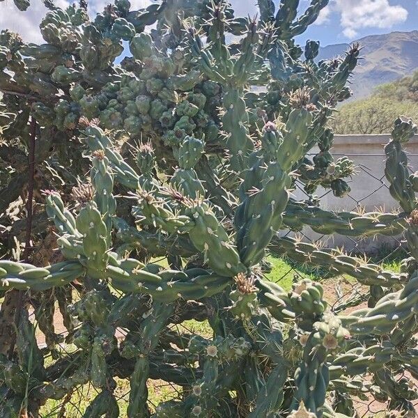 Tree cholla (Cylindropuntia imbricata)