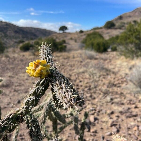 Tree cholla (Cylindropuntia imbricata)