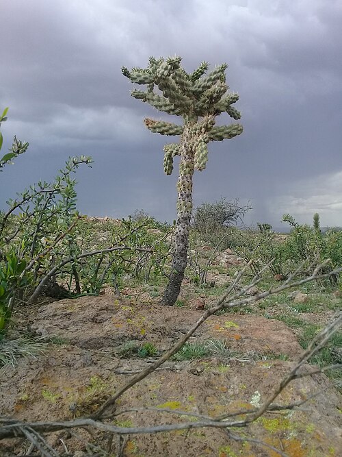 Tree cholla: Planta nativa de Norteamérica en Nuevo México, México, Utah y Kansas. Cylindropuntia imbricata es muy común ya que fragmentos del tallo son dispersados fácilmen