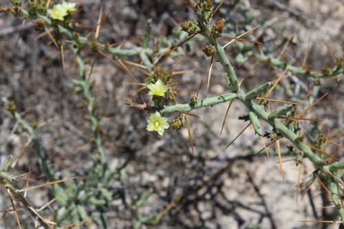 Christmas cactus (Cylindropuntia leptocaulis)