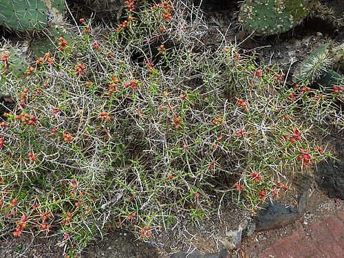 Christmas cactus: Cylindropuntia leptocaulis in the Jardín Botánico Canario Viera y Clavijo .