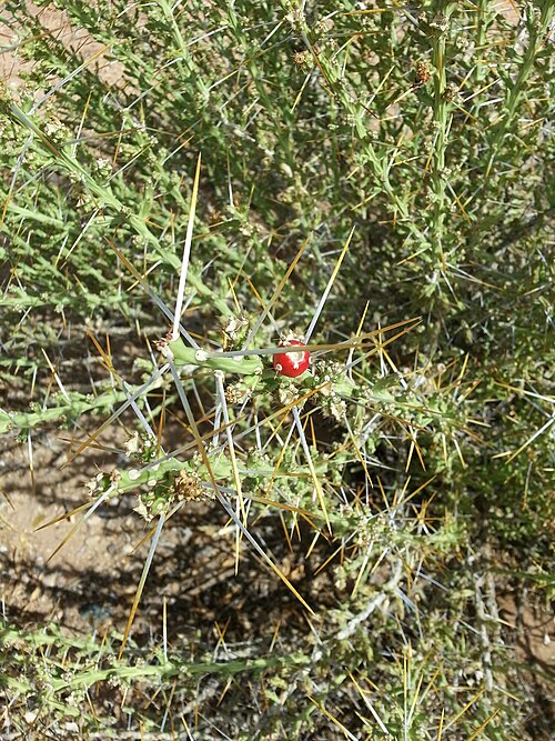 Christmas cactus: Fruit, foliage, & spines of a Peniocereus greggii (Arizona Queen of the Night).