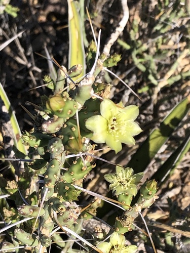 Christmas cactus (Cylindropuntia leptocaulis)