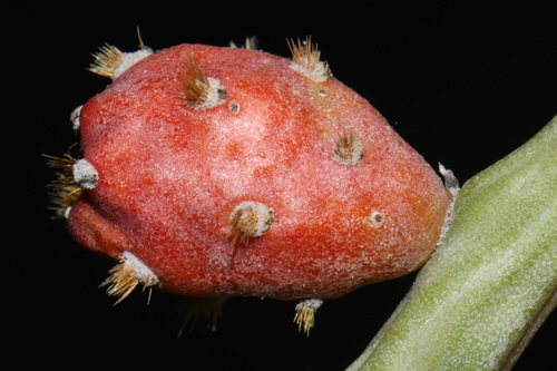 Christmas cactus (Cylindropuntia leptocaulis)