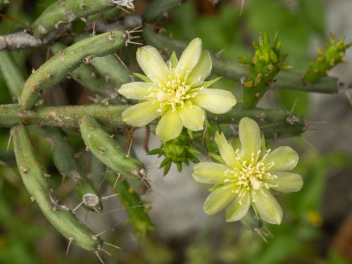 Christmas cactus (Cylindropuntia leptocaulis)