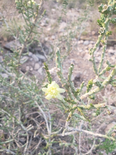 Christmas cactus (Cylindropuntia leptocaulis)