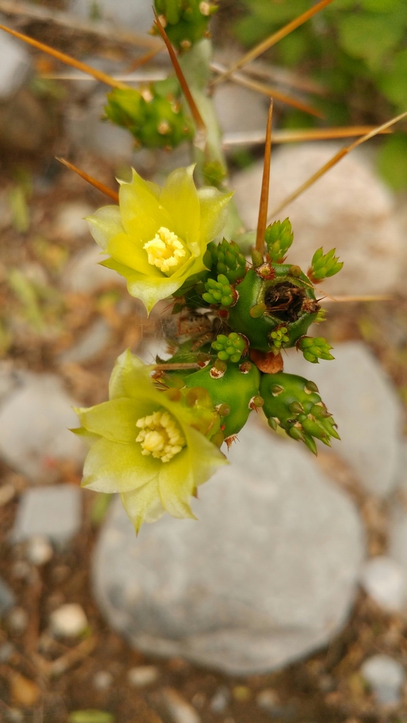 Christmas cactus (Cylindropuntia leptocaulis)