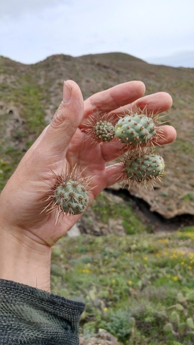 Coastal cholla (Cylindropuntia prolifera)