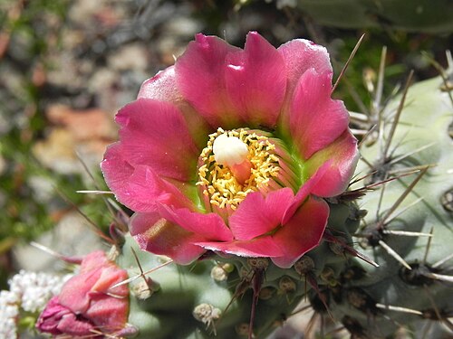 Coastal cholla: Coast Cholla