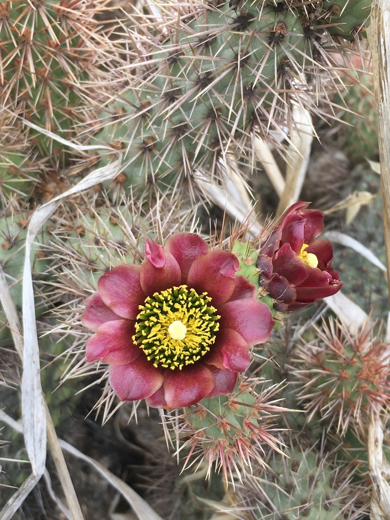 Coastal cholla (Cylindropuntia prolifera)