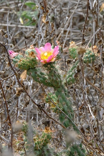 Coastal cholla (Cylindropuntia prolifera)