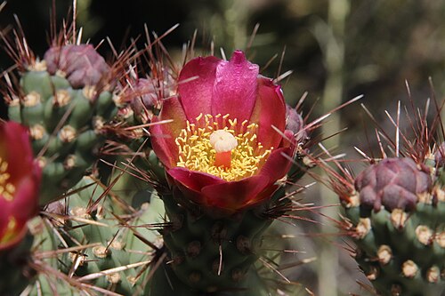 Coastal cholla: Coast Cholla