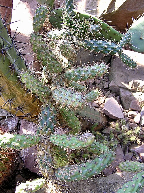 Coastal cholla: Cylindropuntia prolifera COASTAL CHOLLA. Berggarten Hannover.