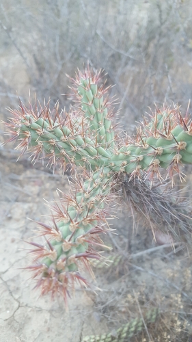 Coastal cholla (Cylindropuntia prolifera)