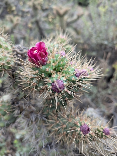 Coastal cholla (Cylindropuntia prolifera)