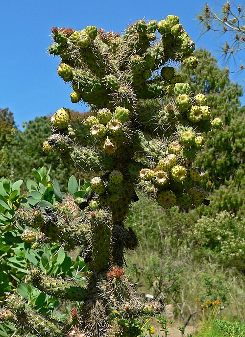 Coastal cholla: Cylindropuntia prolifera at the University of California Botanical Garden , Berkeley, California