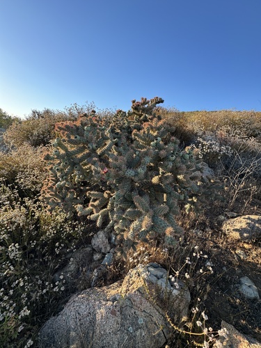 Coastal cholla (Cylindropuntia prolifera)