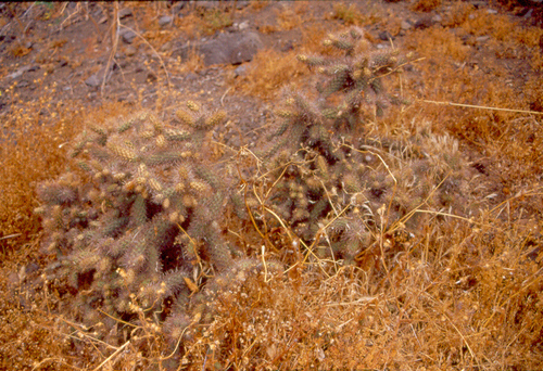 Coastal cholla (Cylindropuntia prolifera)