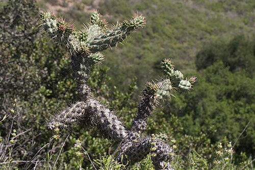 Coastal cholla: Coast Cholla