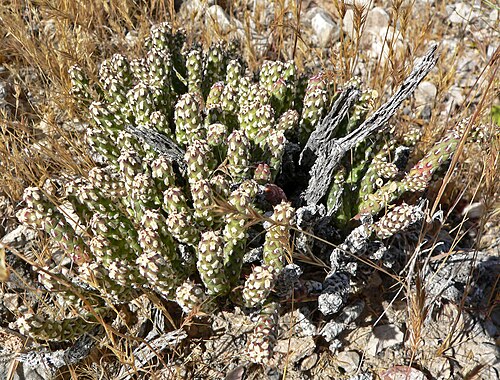 Branched pencil cholla: Cylindropuntia ramosissima at Columbia Pass , southern Spring Mountains , west of Goodsprings, Nevada