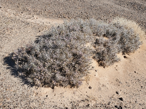 Branched pencil cholla (Cylindropuntia ramosissima)