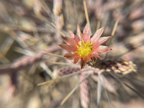 Branched pencil cholla (Cylindropuntia ramosissima)